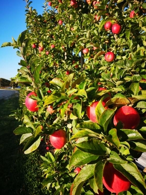 Ambrosia Apple Tree - 40cm - 7 Gallon Potted Fruit Tree