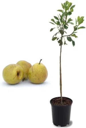 American Plant Exchange Kieffer Pear Tree, Live 1-Gallon Pot, Greenish-Yellow Fruit with Red Blush, Great for Cooking & Storage, Ripens Mid Fall, Self-Pollinating or with Orient Pear, White Blooms