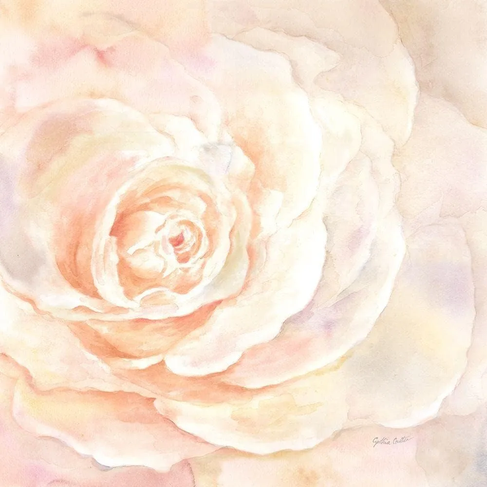 ArtDirect Blush Rose Closeup I 11x11 UnFramed Art Print Poster Ready for Framing by Coulter, Cynthia