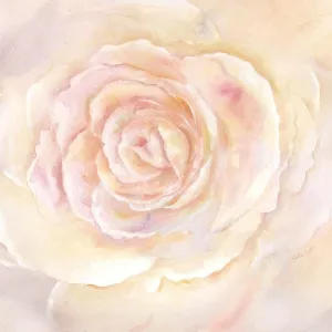 ArtDirect Blush Rose Closeup II 11x11 UnFramed Art Print Poster Ready for Framing by Coulter, Cynthia