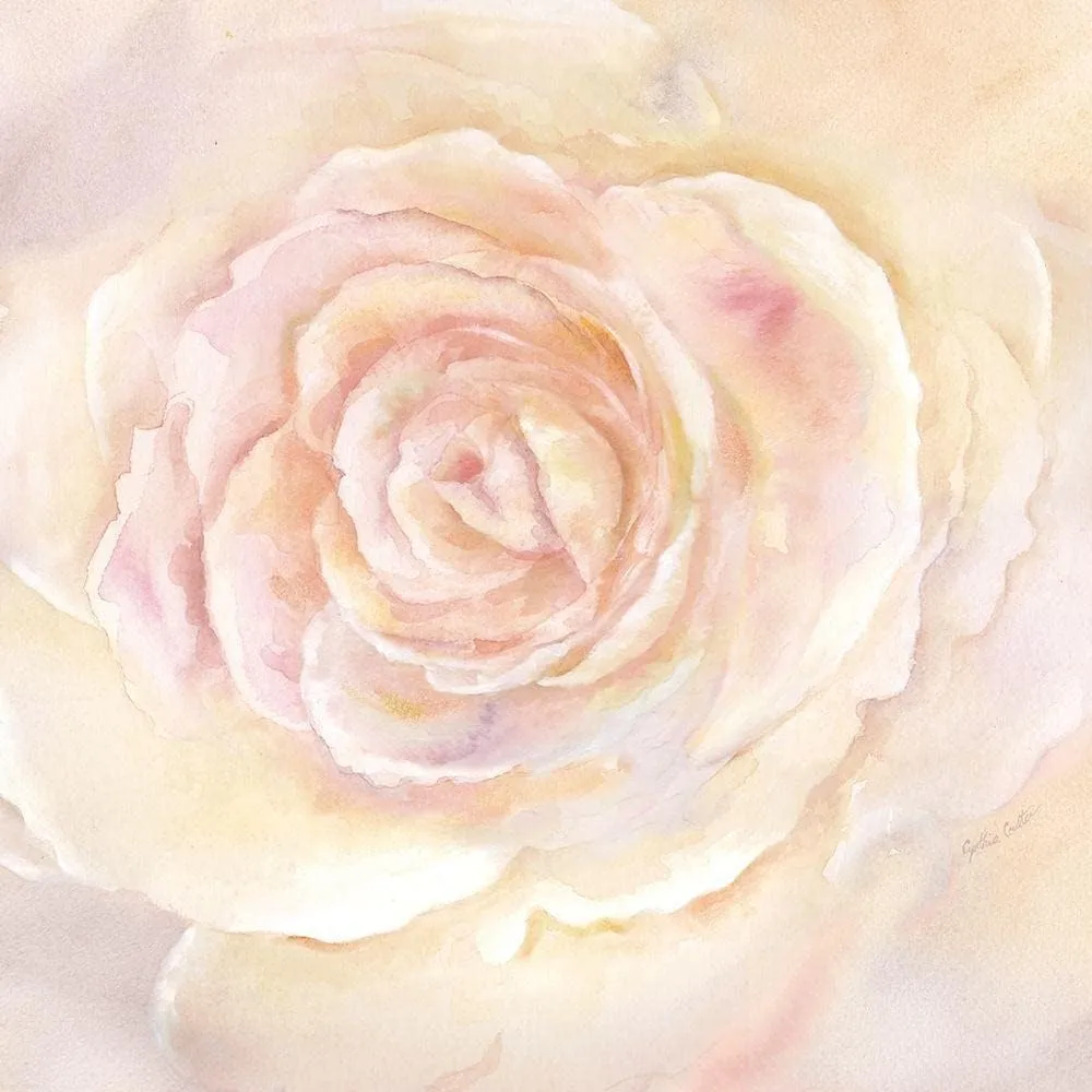 ArtDirect Blush Rose Closeup II 11x11 UnFramed Art Print Poster Ready for Framing by Coulter, Cynthia
