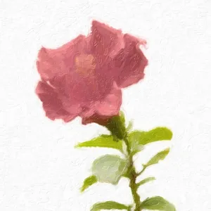 Blush Rose by Taylor Greene - 12x12 Art Print Poster