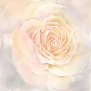 Blush Rose Closeup Iii by Cynthia Coulter - 16x16 Art Print Poster
