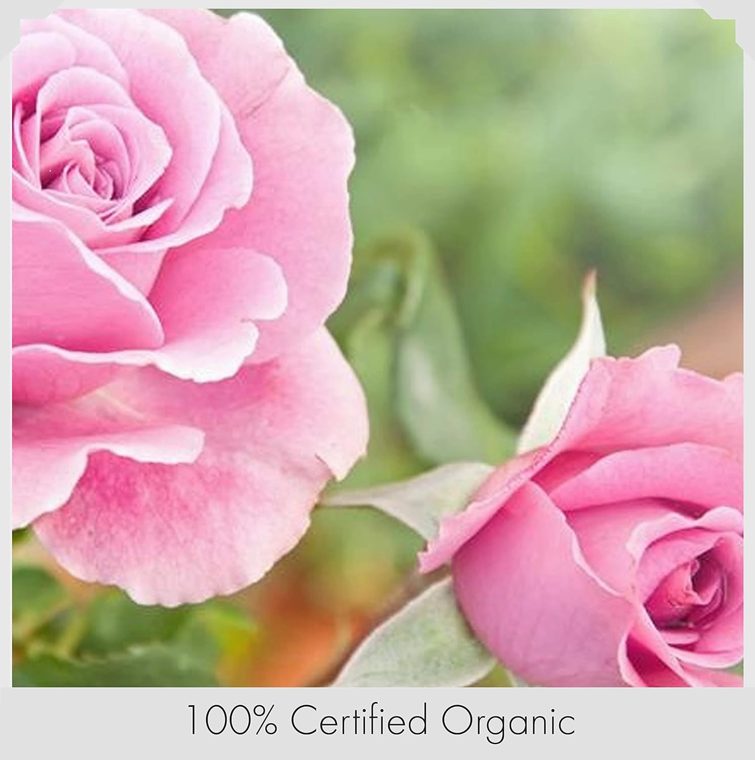 Natural Radiance Anti Age Facial Toner Organic Rosewater, Glycerin, Sea Kelp, Witch Hazel Face Toner - Regenerating - Naturally Hydrating Vitamin Drink for Skin - Firms Skin, Promotes a Youthful Glow.