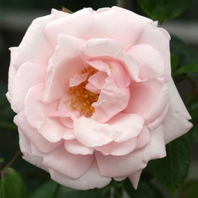 New Dawn Climbing Rose (ROSE CL. NEW DAWN)