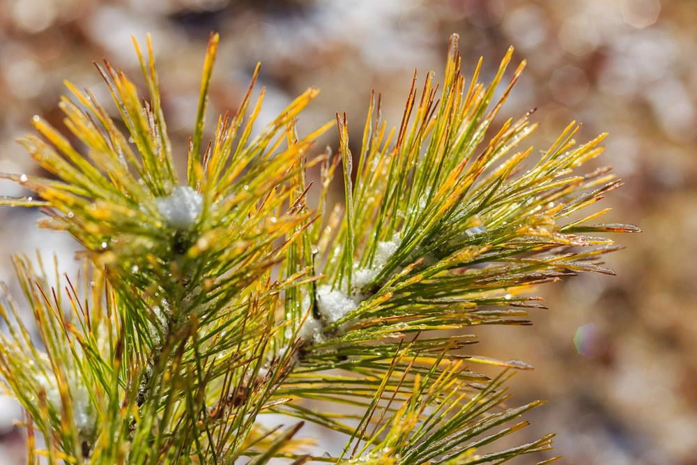 Pinus densiflora 'Aurea' Golden Japanese Red Pine Tree