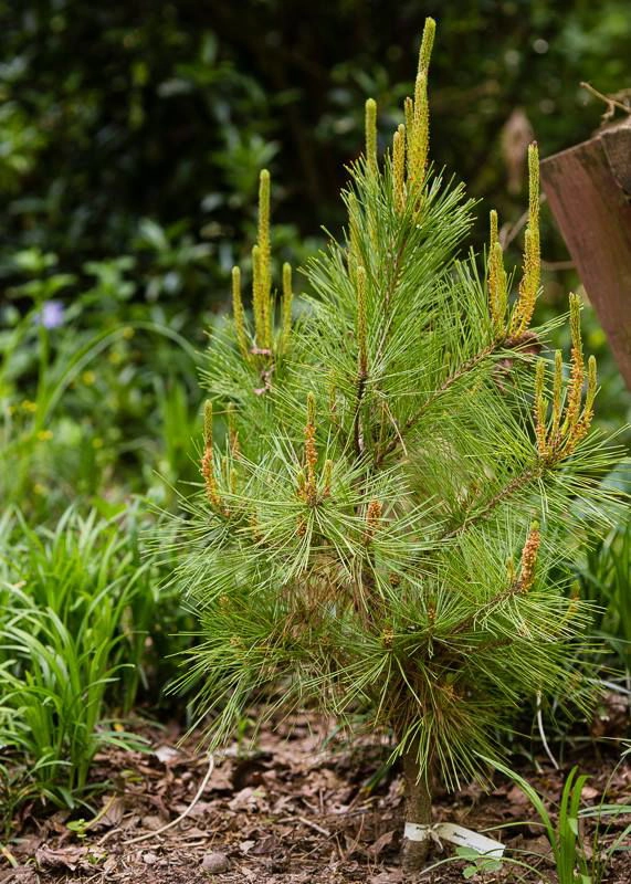 Pinus densiflora 'Aurea' Golden Japanese Red Pine Tree