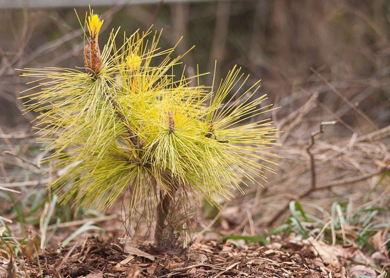 Pinus densiflora 'Aurea' Golden Japanese Red Pine Tree