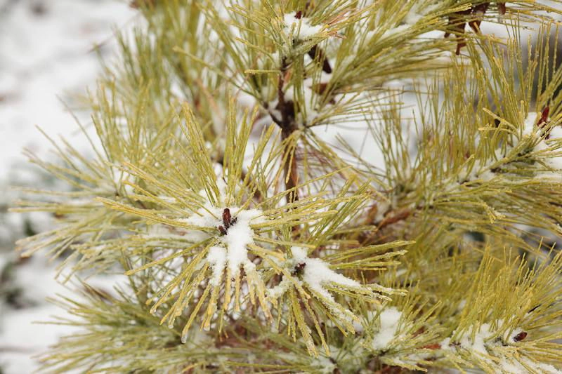 Pinus densiflora 'Aurea' Golden Japanese Red Pine Tree