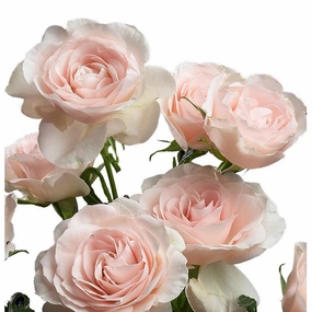 SPRAY ROSE - BLUSH
