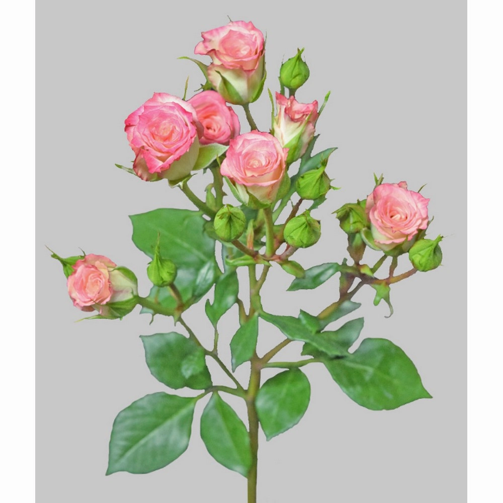 SPRAY ROSE - BLUSH