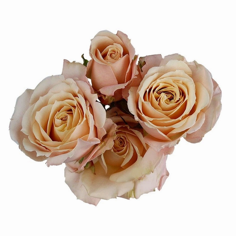SPRAY ROSE - BLUSH