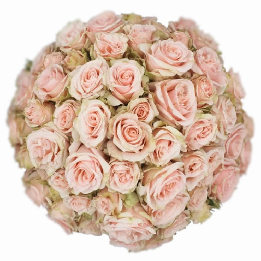 SPRAY ROSE - BLUSH