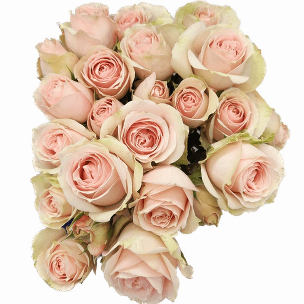 SPRAY ROSE - BLUSH
