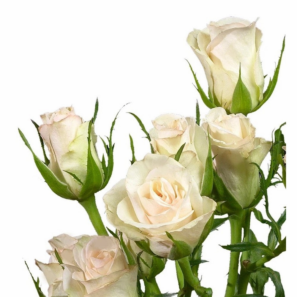 SPRAY ROSE - BLUSH